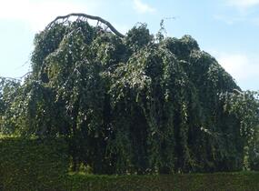 Buk lesní 'Pendula' - Fagus sylvatica 'Pendula'