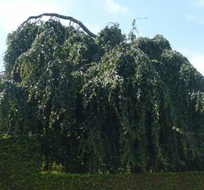 Buk lesní 'Pendula' - Fagus sylvatica 'Pendula'