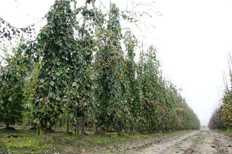 Buk lesní 'Pendula' - Fagus sylvatica 'Pendula'