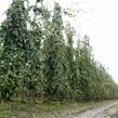 Buk lesní 'Pendula' - Fagus sylvatica 'Pendula'