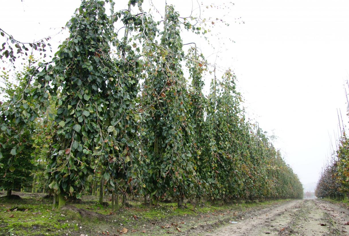 Buk lesní 'Pendula' - Fagus sylvatica 'Pendula'