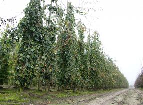 Buk lesní 'Pendula' - Fagus sylvatica 'Pendula'
