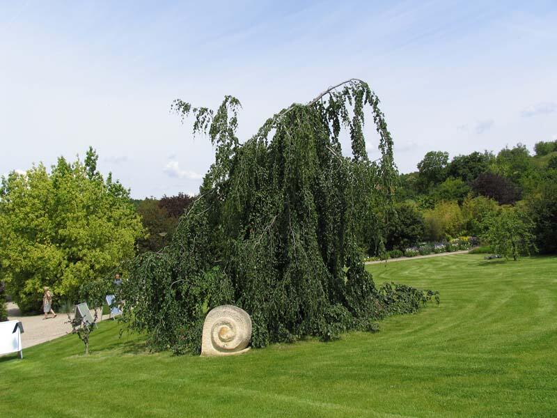 Buk lesní 'Pendula' - Fagus sylvatica 'Pendula'