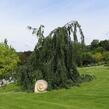 Buk lesní 'Pendula' - Fagus sylvatica 'Pendula'