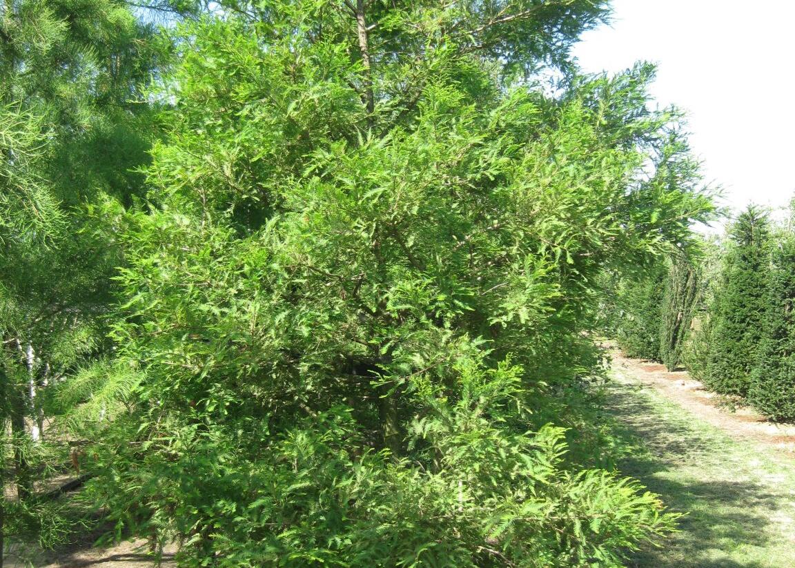 Tisovec dvouřadý - Taxodium distichum