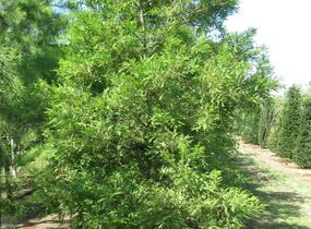 Tisovec dvouřadý - Taxodium distichum