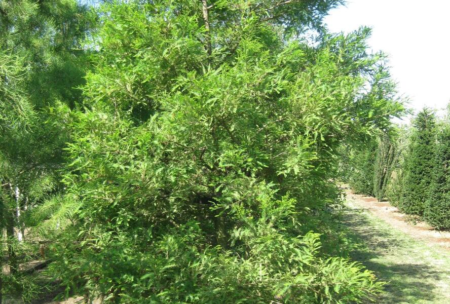 Tisovec dvouřadý - Taxodium distichum