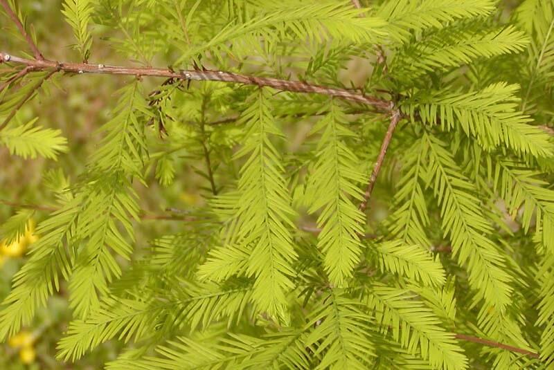 Tisovec dvouřadý - Taxodium distichum