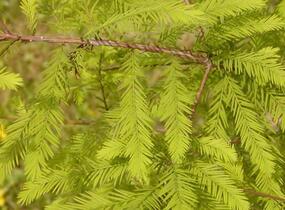 Tisovec dvouřadý - Taxodium distichum