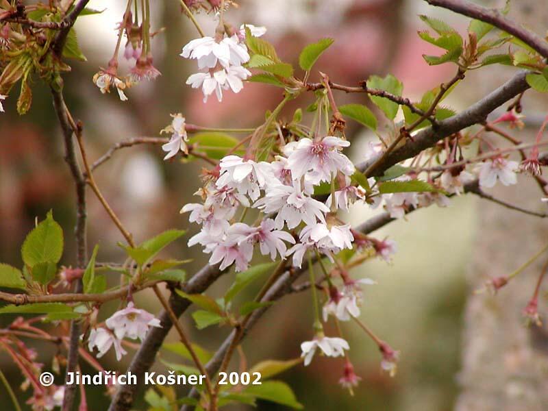 Višeň chloupkatá 'Autumnalis' - Prunus subhirtella 'Autumnalis'