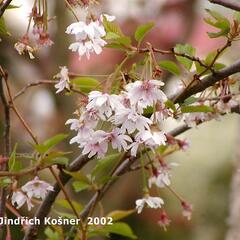 Višeň chloupkatá 'Autumnalis' - Prunus subhirtella 'Autumnalis'