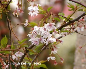 Višeň chloupkatá 'Autumnalis'