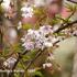 visen-chloupkata-autumnalis.jpg