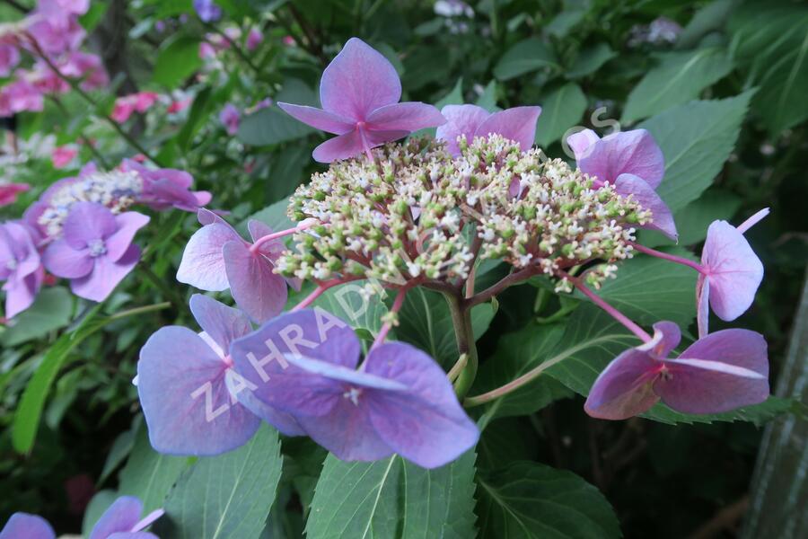 Hortenzie velkolistá 'Blaumeise' - Hydrangea macrophylla 'Blaumeise'