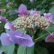 Hortenzie velkolistá 'Blaumeise' - Hydrangea macrophylla 'Blaumeise'