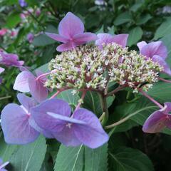 Hortenzie velkolistá 'Blaumeise' - Hydrangea macrophylla 'Blaumeise'