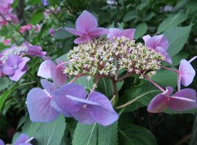 Hortenzie velkolistá 'Blaumeise' - Hydrangea macrophylla 'Blaumeise'