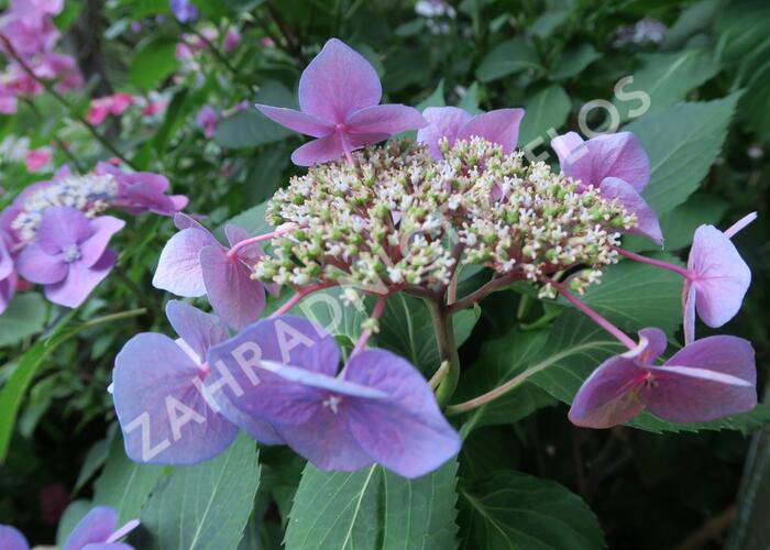 Hortenzie velkolistá 'Blaumeise' - Hydrangea macrophylla 'Blaumeise'