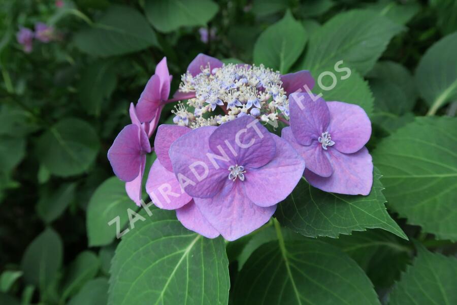 Hortenzie velkolistá 'Blaumeise' - Hydrangea macrophylla 'Blaumeise'