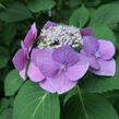 Hortenzie velkolistá 'Blaumeise' - Hydrangea macrophylla 'Blaumeise'