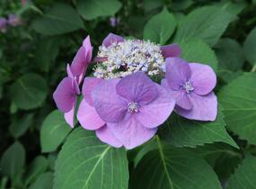 Hortenzie velkolistá 'Blaumeise' - Hydrangea macrophylla 'Blaumeise'