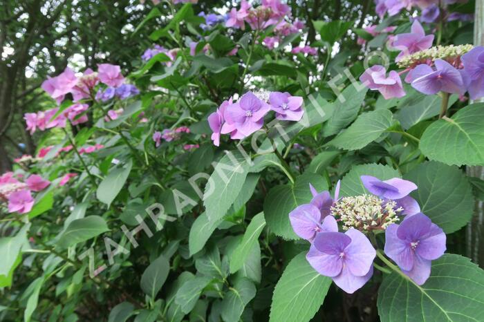 Hortenzie velkolistá 'Blaumeise' - Hydrangea macrophylla 'Blaumeise'