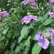 Hortenzie velkolistá 'Blaumeise' - Hydrangea macrophylla 'Blaumeise'