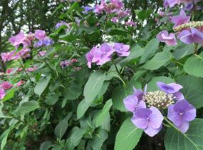 Hortenzie velkolistá 'Blaumeise' - Hydrangea macrophylla 'Blaumeise'