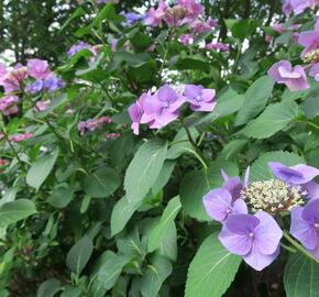 Hortenzie velkolistá 'Blaumeise' - Hydrangea macrophylla 'Blaumeise'