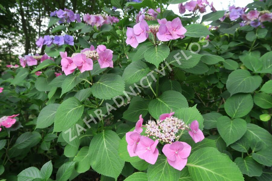 Hortenzie velkolistá 'Blaumeise' - Hydrangea macrophylla 'Blaumeise'