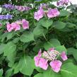 Hortenzie velkolistá 'Blaumeise' - Hydrangea macrophylla 'Blaumeise'