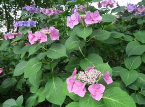 Hortenzie velkolistá 'Blaumeise' - Hydrangea macrophylla 'Blaumeise'