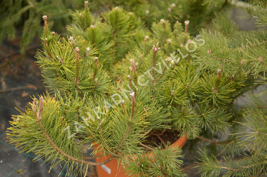 Borovice kleč - Pinus mugo pumilio