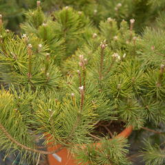 Borovice kleč - Pinus mugo pumilio