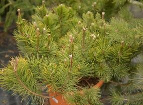 Borovice kleč - Pinus mugo pumilio