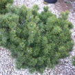 Borovice kleč - Pinus mugo pumilio