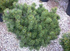 Borovice kleč - Pinus mugo pumilio