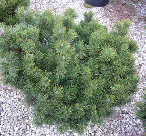 Voorkomen Postbode Ga lekker liggen Borovice kleč 'Corley´s Mat' - Pinus mugo 'Corley´s Mat' | Zahradnictví FLOS