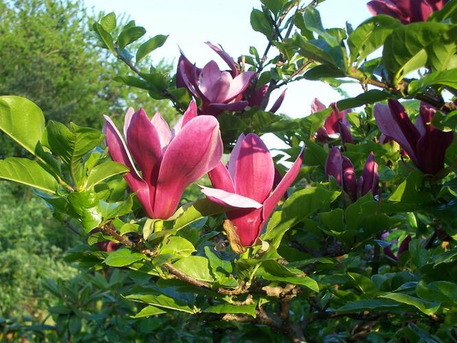 Šácholan liliokvětý 'Nigra' - Magnolia liliiflora 'Nigra'