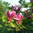 Šácholan liliokvětý 'Nigra' - Magnolia liliiflora 'Nigra'