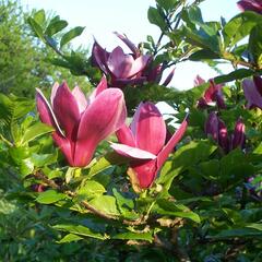 Šácholan liliokvětý 'Nigra' - Magnolia liliiflora 'Nigra'