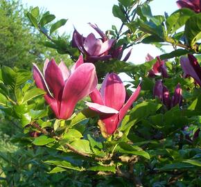 Šácholan liliokvětý 'Nigra' - Magnolia liliiflora 'Nigra'