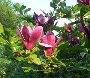 Šácholan liliokvětý 'Nigra' - Magnolia liliiflora 'Nigra'