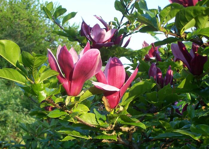 Šácholan liliokvětý 'Nigra' - Magnolia liliiflora 'Nigra'