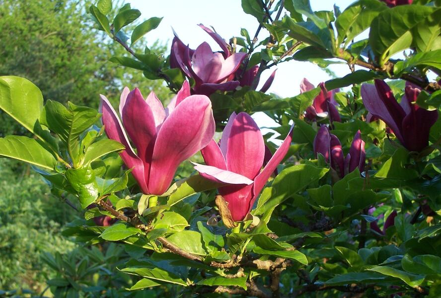Šácholan liliokvětý 'Nigra' - Magnolia liliiflora 'Nigra'
