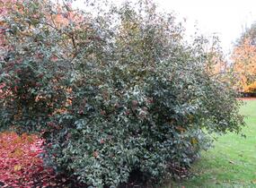 Kalina Burkwoodova - Viburnum burkwoodii