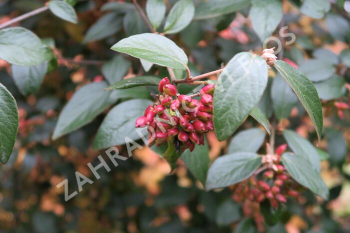 Kalina Burkwoodova - Viburnum burkwoodii