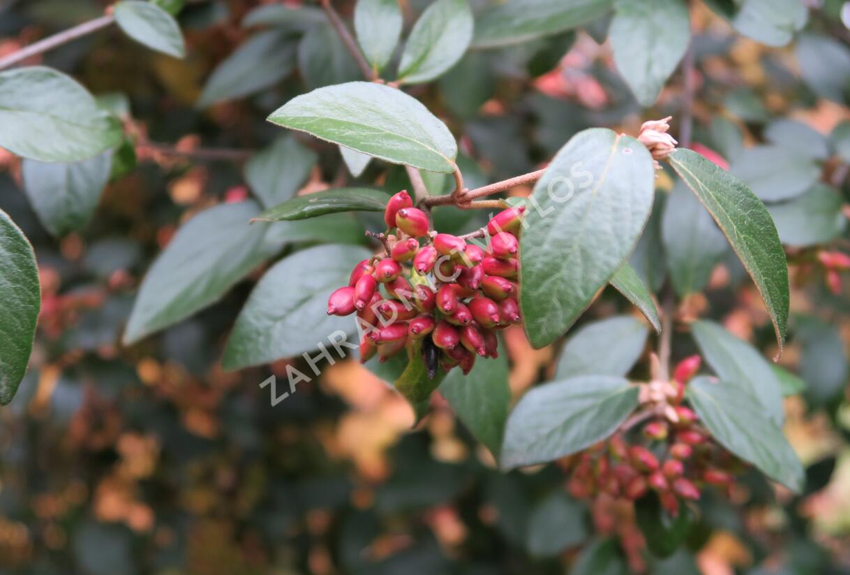 Kalina Burkwoodova - Viburnum burkwoodii