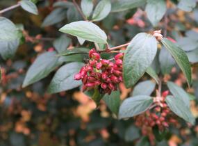 Kalina Burkwoodova - Viburnum burkwoodii