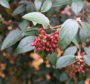 Kalina Burkwoodova - Viburnum burkwoodii